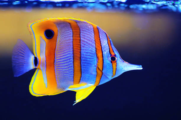 pez mariposa copperband - chelmon rostratus - copperband butterflyfish fotografías e imágenes de stock