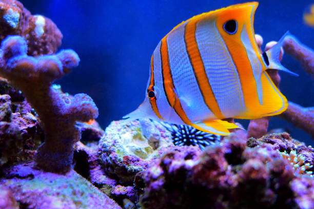 istock Copperband butterfly fish - Chelmon Rostratus 1395047532