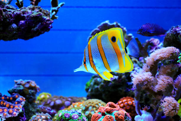 pez mariposa copperband - chelmon rostratus - copperband butterflyfish fotografías e imágenes de stock