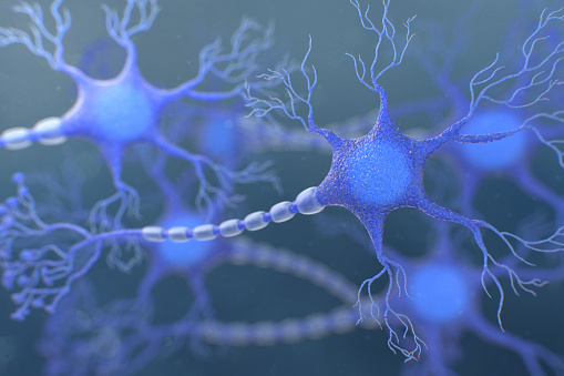 Human Neuron Cell. 3D Illustration