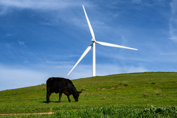 Wind Turbines on hills, with clouds in background and cow in foreground.\n\nTaken in Gustine, California, USA
