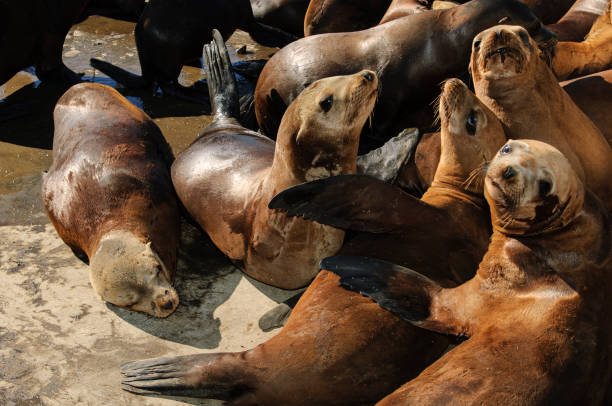 istock Wild Sea Lions Piled on Others 1395047790