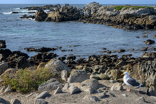 Seascape view of of rocky shore along Pacific Grove.\n\nTaken along Pacific Grove, California, USA.