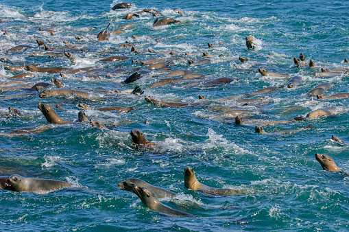Many wild California sea lions in a anchovie feeding frenzy off the Pacific coast.