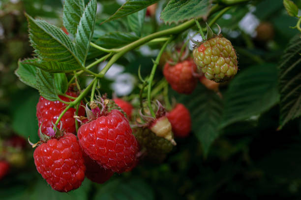 istock Close-up Ripening Organic Raspberries on the Vine 1395047869