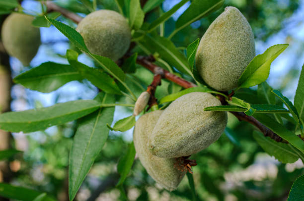 istock Close-up of Ripening Almonds on Tree 1395048411