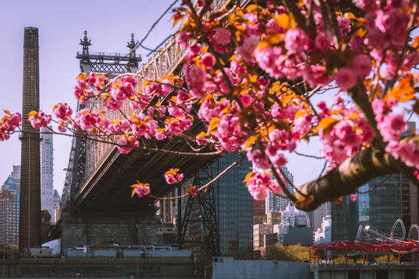 istock Queensboro Bridge and Midtown Manhattan 1395048412
