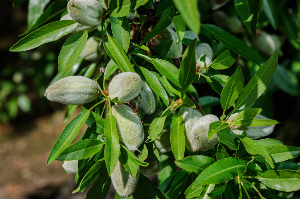 istock Close-up of Ripening Almonds on Tree 1395048421