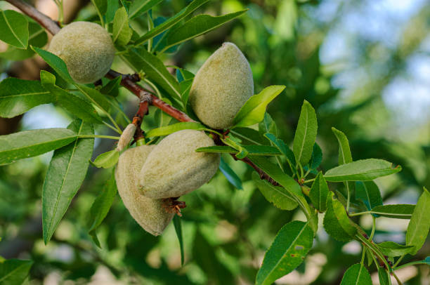 istock Close-up of Ripening Almonds on Tree 1395048425