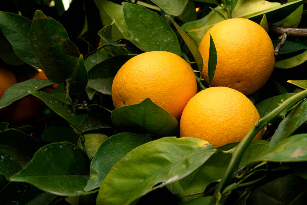 Close-up of navel oranges ripening on tree.Taken In Fresno, California, USA.