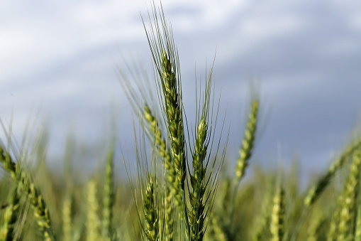 Wheat (Triticum spp.) is a cereal grain, (botanically, a type of fruit called a caryopsis) originally from the Levant region of the Near East but now cultivated worldwide