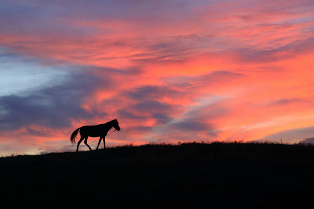 istock A Sandawood horse 1395049704