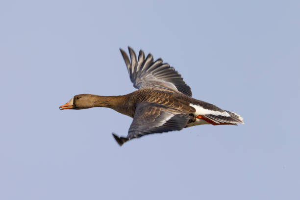 istock Greater White-fronted Goose flying, seen in South Oregon 1395050521