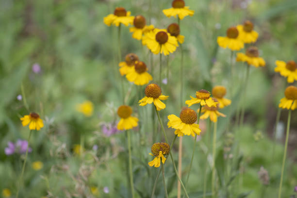 Black eyed Susan yellow flowers, uncultured close up