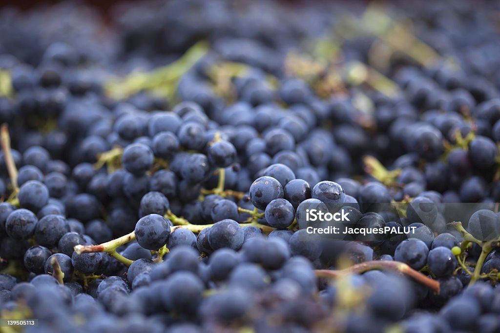 Uvas recién probar negro - Foto de stock de Uva negra libre de derechos