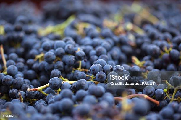 Uvas Recién Probar Negro Foto de stock y más banco de imágenes de Uva negra - Uva negra, Bebida alcohólica, Cosechar