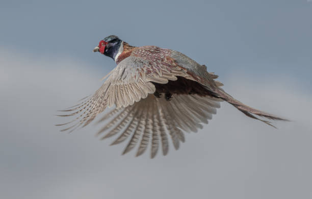 istock Flying Ring-necked Pheasant rooster with wings spread downward 1395051605