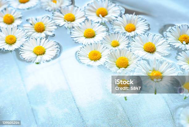 Chamomiles Em Tigela - Fotografias de stock e mais imagens de Amarelo - Amarelo, Aromaterapia, Branco