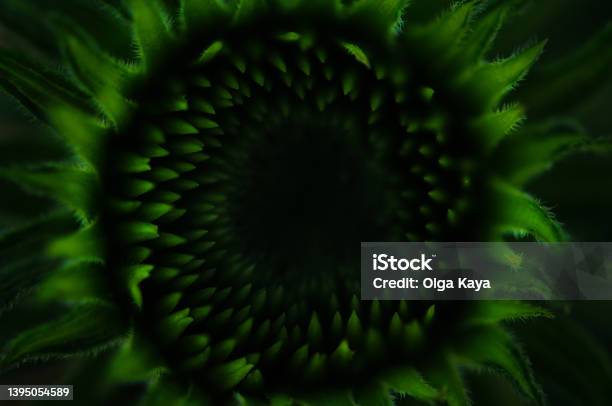 Green Blooming Flower Stock Photo - Download Image Now - Botany, Dark, Macrophotography