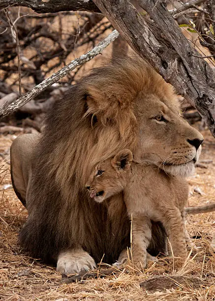 Male lion with his cub in Kruger South Africa.