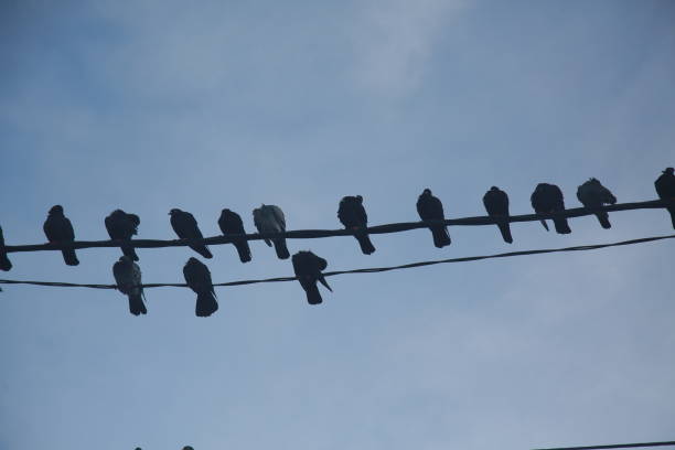 istock pigeons next to the electrical network 1395056931