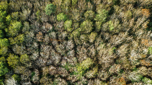 istock An aerial view of forest . 1395060458
