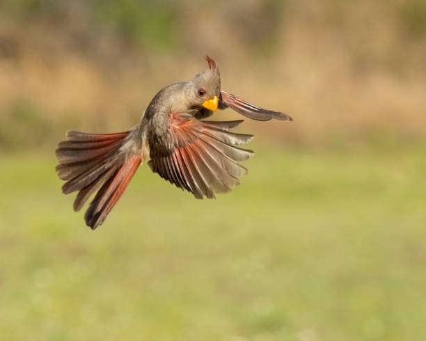 istock Pyrrhuloxia female in flight 1395060934