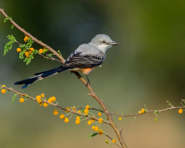 Scissor-tailed Flycatcher on a tree branch in bloom