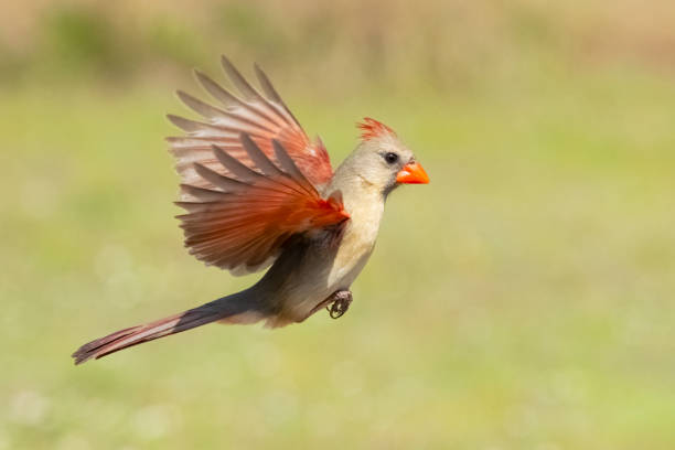 istock Northern Cardinal Female Flying 1395061536