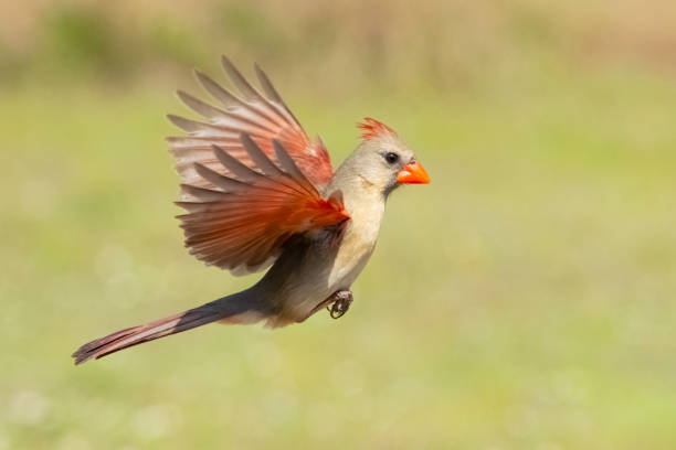 Northern Cardinal Female Flying Northern cardinal (Cardinalis cardinalis) female lin flight. Texas. female cardinal bird stock pictures, royalty-free photos & images
