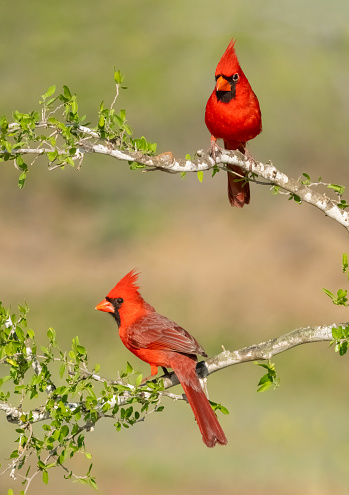 Northern cardinal (Cardinalis cardinalis). Two males perched on a tree branch. Texas.