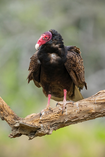 Turkey Vulture (Cathartes aura). Texas