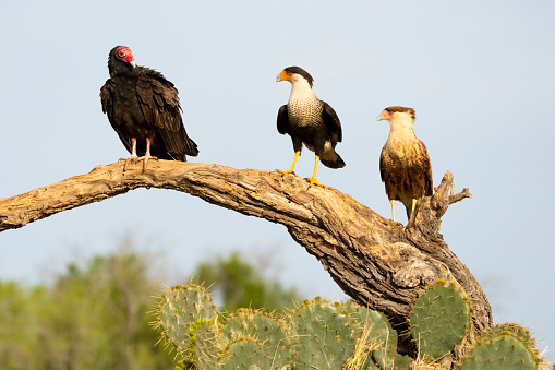Turkey vulture (Cathartes aura) keeping an eye on Crested Caracaras (Caracara plancus) adult and juvenile. Texas.
