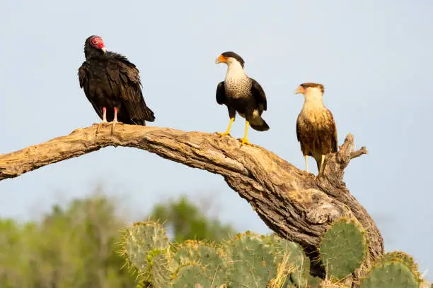 Turkey vulture (Cathartes aura) keeping an eye on Crested Caracaras (Caracara plancus) adult and juvenile. Texas.