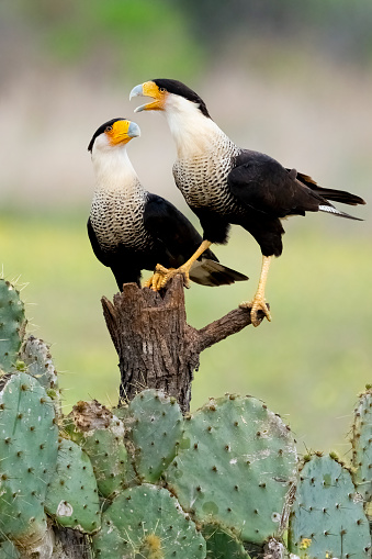 Crested caracaras (Caracara plancus) perching above cactus. Texas.