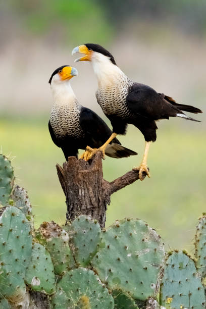 Two Crested Caracaras share a perch Crested caracaras (Caracara plancus) perching above cactus. Texas. crested caracara stock pictures, royalty-free photos & images