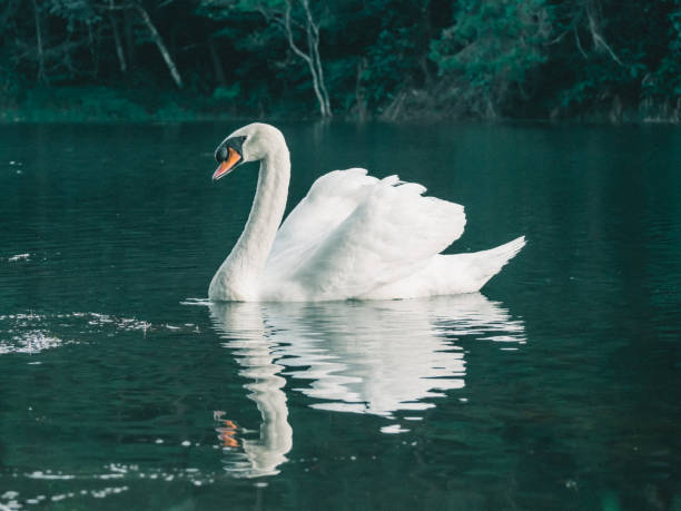 istock A white swan swimming on the water 1395062620