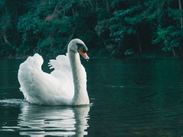 istock A white swan swimming on the water 1395062663