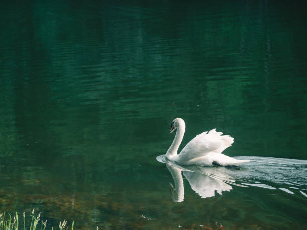 istock A white swan swimming on the water 1395062678