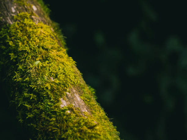 istock Closeup Various plants in Rainforest 1395062924