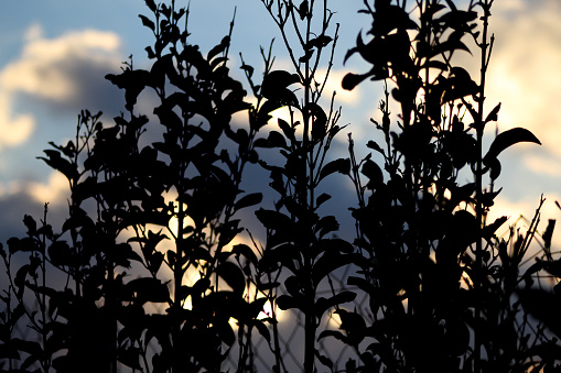 branch and leaves silhouette at dusk