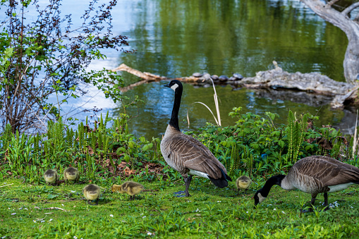 A Pair of Canada Geese with their Goslings beside a lake.