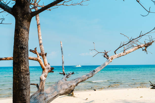 istock beach on a tropical island in the afternoon 1395070806