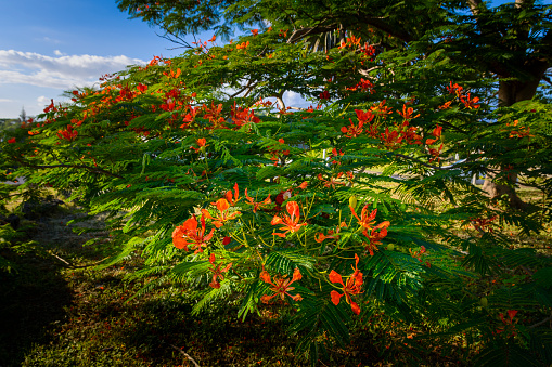 Red flowers tree, called Delonix Regia, Reunion Island