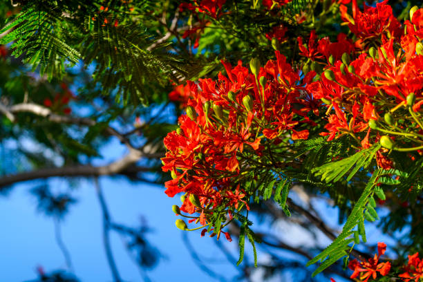 Red flowers tree, called Delonix Regia, Reunion Island