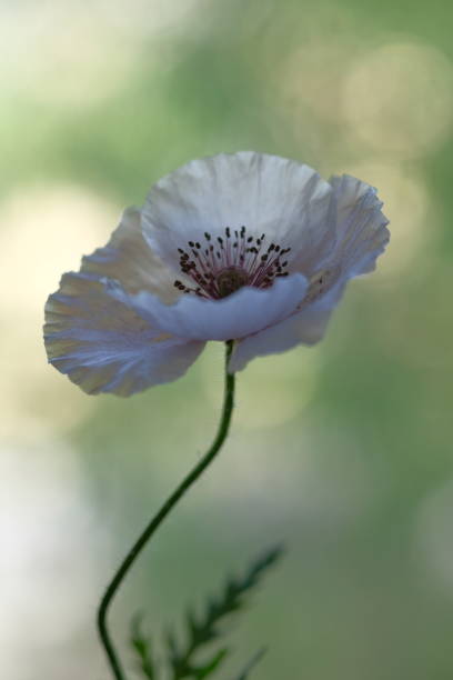istock White poppy growing in the summer garden 1395071395