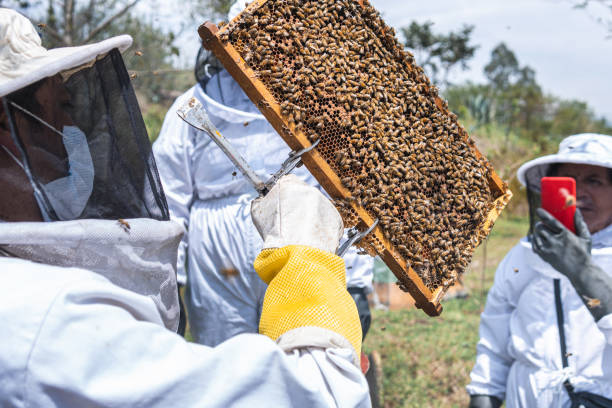 istock A beekeeper with a frame of honeycomb while another is filming it with a cell phone 1395071939
