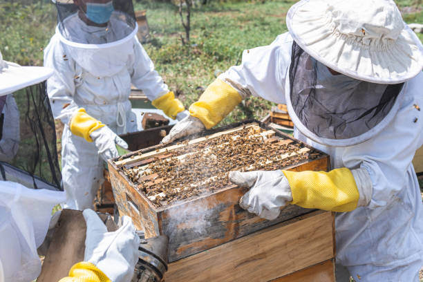 istock Beekeepers organizing honeycombs and honey bee hives 1395071940