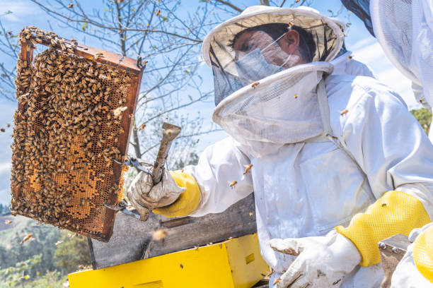 istock Close-up of a man checking a honey bee comb 1395071945