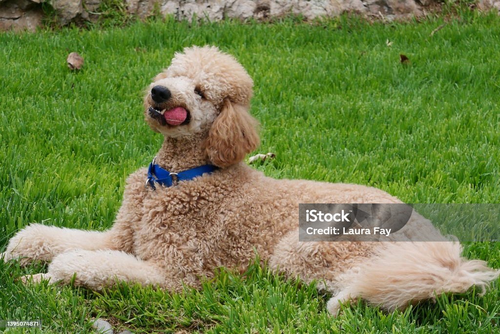 standard poodle playing poodle puppy on grassy yard with ball Standard Poodle Stock Photo